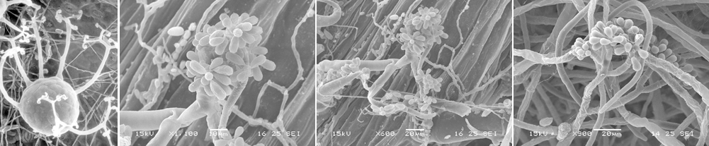 澳门新葡京网址