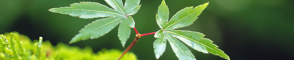 澳门新葡京网址