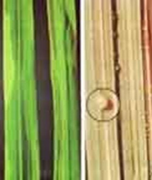 澳门新葡京网址