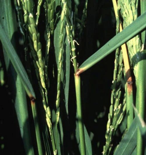 澳门新葡京网址