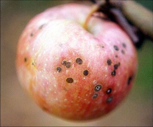 澳门新葡京网址