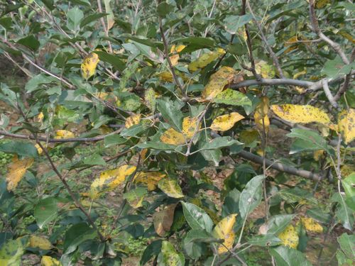 澳门新葡京网址