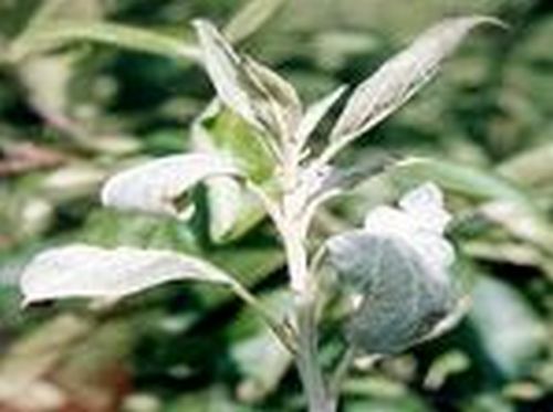 澳门新葡京网址