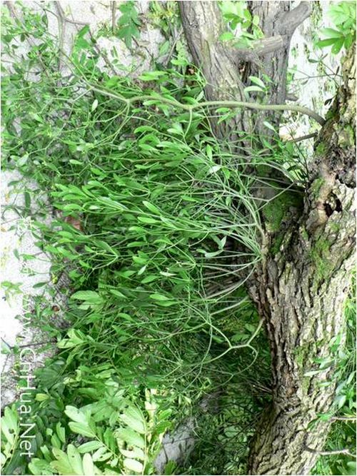 澳门新葡京网址