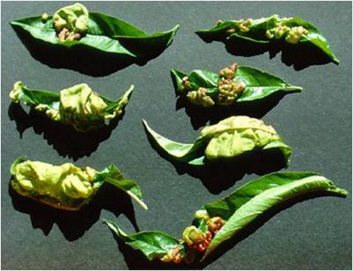 澳门新葡京网址