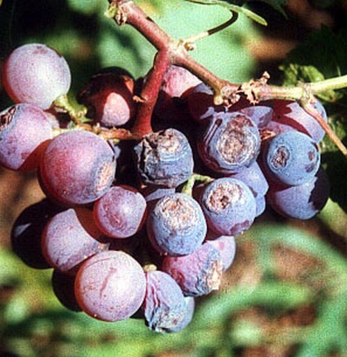 澳门新葡京网址