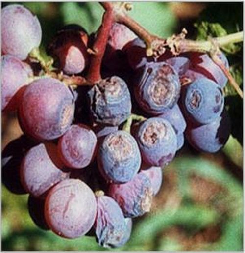 澳门新葡京网址