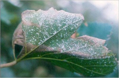 澳门新葡京网址