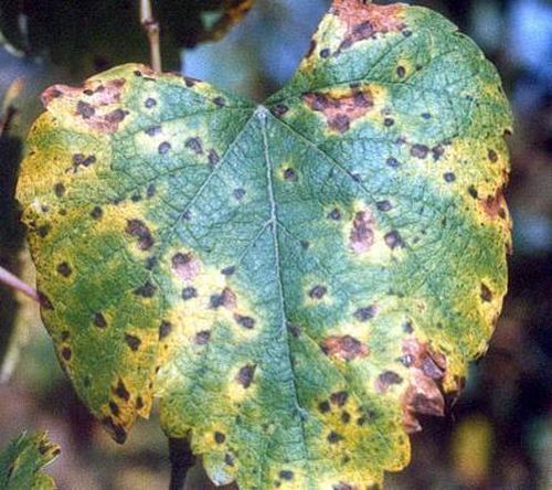 澳门新葡京网址