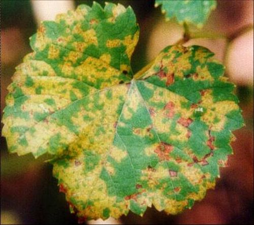 澳门新葡京网址