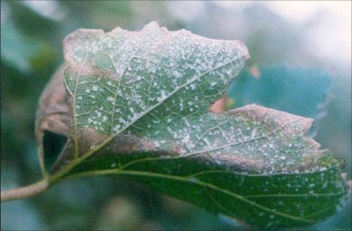 澳门新葡京网址