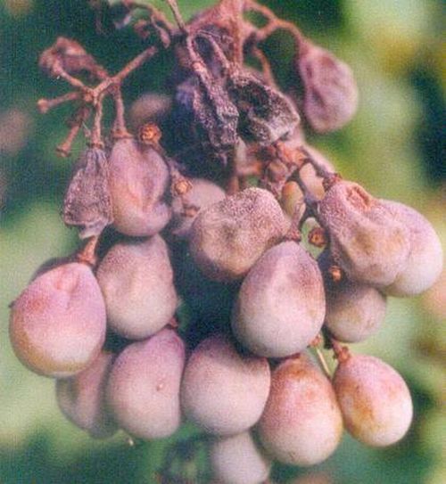 澳门新葡京网址