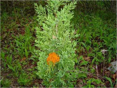 澳门新葡京网址