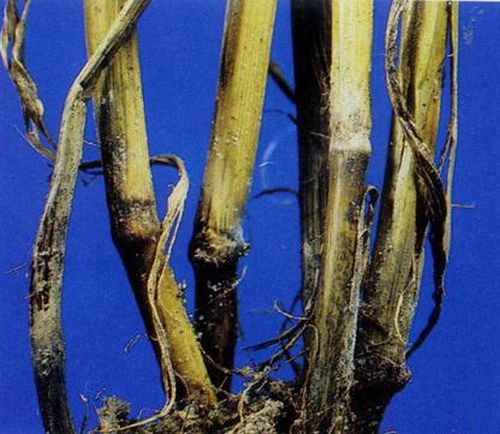 澳门新葡京网址