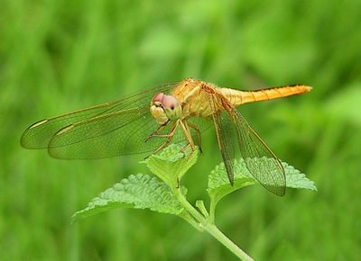澳门新葡京网址