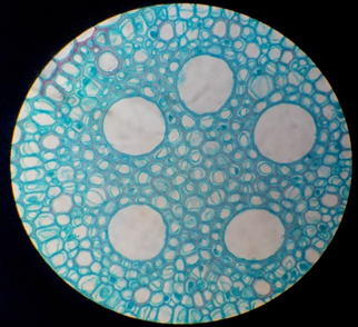 澳门新葡京网址