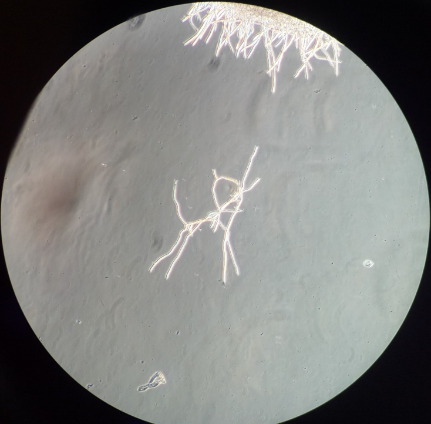 澳门新葡京网址